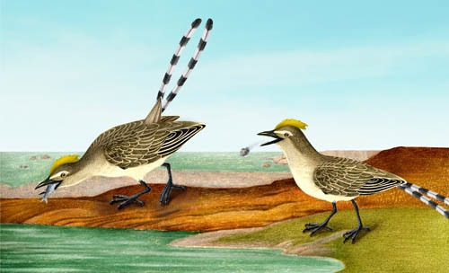 食鱼反鸟的生活复原图