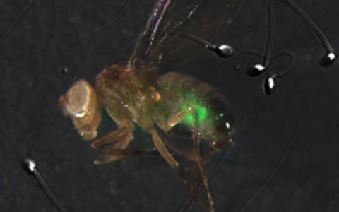 研究人员发现导致雄性果蝇不育的新机制