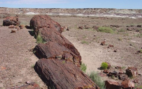 1亿年前古木化石揭示气候变化