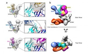 抗体Q206、Q314、Q411与埃博拉膜蛋白GPdM结合的单颗粒冷冻电镜结构
