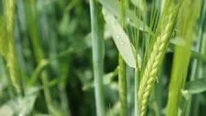大麦被认为是从西方传入中国的