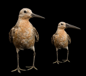 Fig. 3: The red knot as it is now (left) and an exaggerated projection how the future red knot might look like (right): smaller, but having maintained its relatively long bill (© Jan van Gils, NIOZ)