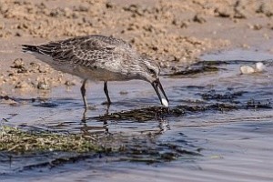 Fig. 2: Only long-billed red knots are able to access the deeply burrowed bivalves at their tropical wintering grounds. Shorter-billed birds are forced to make a living of shallowly burrowed seagrass rhizomes (© Jan van de Kam)