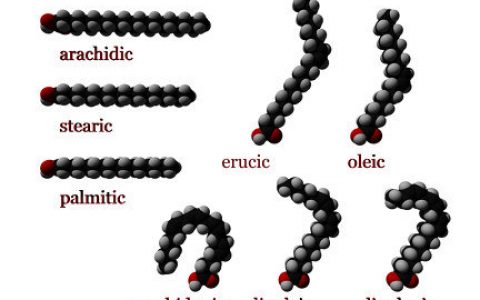 非折叠蛋白调节肝脏脂肪酸氧化
