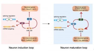 在人成纤维细胞中两个连续的RNA通路分别控制着神经转分化的诱导和成熟。A. 前期研究发现的诱导神经元转分化的PTB-miR-124-REST通路; B. 新的研究结果阐明的控制神经元成熟的nPTB-miR-9-Brn2通路。