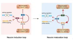 在人成纤维细胞中两个连续的RNA通路分别控制着神经转分化的诱导和成熟。A. 前期研究发现的诱导神经元转分化的PTB-miR-124-REST通路； B. 新的研究结果阐明的控制神经元成熟的nPTB-miR-9-Brn2通路。