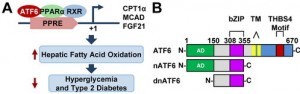 肝脏ATF6是PPARα的新型调节因子和全长的ATF6、nATF6和dnATF6蛋白的结构图