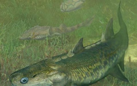 脊椎动物水域征服者的崛起之路