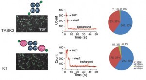 单分子检测和电压感受单元移植策略用于研究电压感受单元调控电压敏感钾通道的开放和关闭