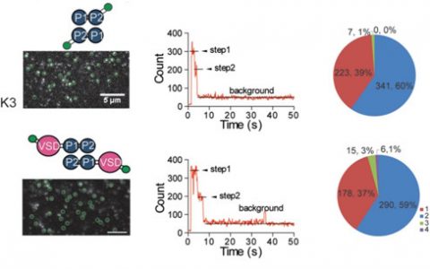 中国科学家破解离子通道领域重要难题