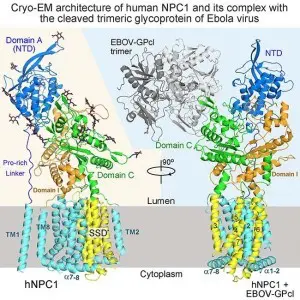 人源NPC1蛋白(左)及其与埃博拉病毒GPcl蛋白复合体(右)的结构模型