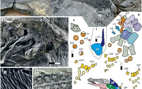 海生爬行动物的起源可能与海洋的运动有关