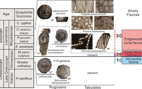 奥陶纪末主冰期的影响波及赤道地区