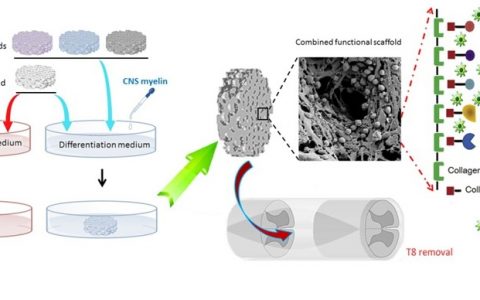 ADFM:中科院遗传所戴建武研究组发表脊髓损伤再生研究进展