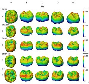 各类群臼齿釉质厚度的三维分布(潘雷供图)