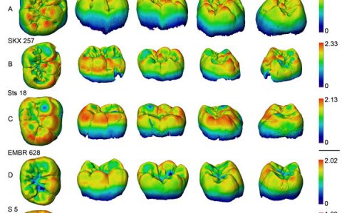 虽然发育不同,但早期和晚期人属成员牙齿形态相似