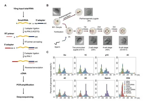 小鼠卵细胞和早期胚胎中微量小RNA深度测序方法原理及其测序结果。(A)微量小RNA深度测序cDNA文库构建流程图。(B)小鼠卵细胞以及早期胚胎发育各个时期的样本。(C)不同样本中小RNA的组成及长度分布图。小鼠CD4+ T细胞(CD4)是体细胞对照