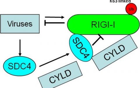 模式识别受体通过调控蛋白SDC4抑制病毒复制