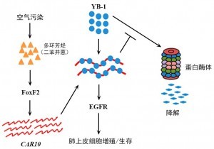 空气污染物通过 lncRNA-CAR10诱发肺癌的分子机制