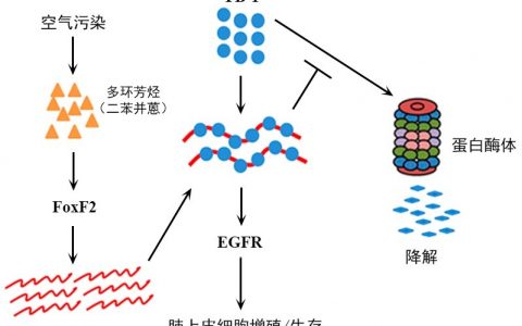 中国科学家发现空气污染诱发肺癌的关键长链非编码RNA