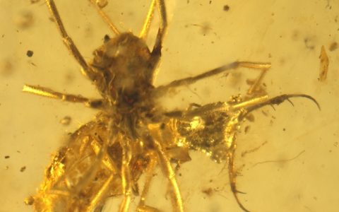 白垩纪琥珀中发现系列昆虫伪装行为