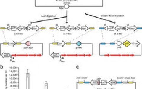 山东大学建立了以Red/ET DNA重组工程技术为核心的生物合成途径克隆、修饰及异源表达技术平台