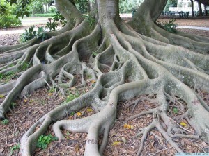 tree-root