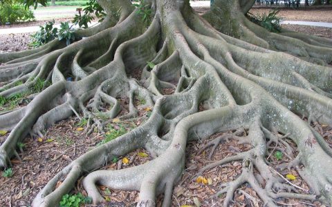 研究发现受体蛋白控制植物根发育