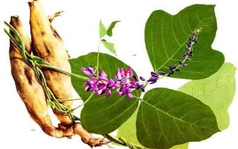 野葛异黄酮甲基转移酶