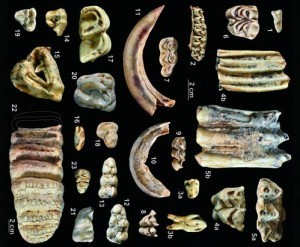 江西萍乡上栗县发现晚更新世哺乳动物化石