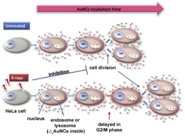 辐射诱导的细胞有丝分裂延迟增强纳米药物在肿瘤细胞中滞留的示意过程