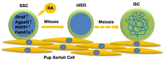 小鼠精原干细胞（SSC）在RA和Sertoli Cell的作用下形成诱导分化型精原细胞（idSG）和 正在进行减数分裂的诱导型精母细胞（iSC） 