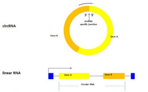 研究人员绘制环状RNA剪切图谱