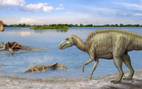 恐龙消失，人类祖先却加速进化