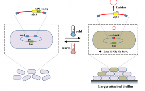 噬菌体的切离可应对环境温度的变化