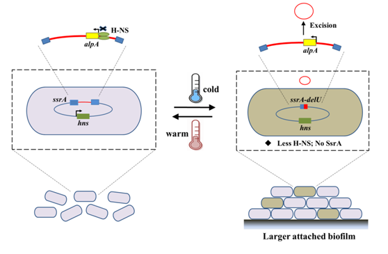 原噬菌体切离介导的细菌适冷过程