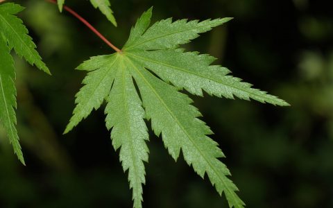 科学家通过转录因子控制叶子发育