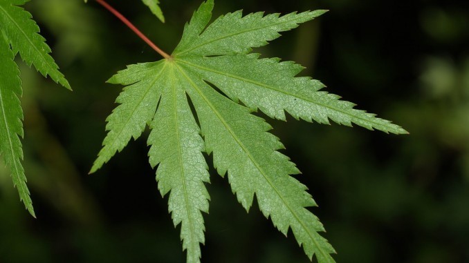 a4ec1658_2112281239_9e28331fb4_o.xxxlarge_2x