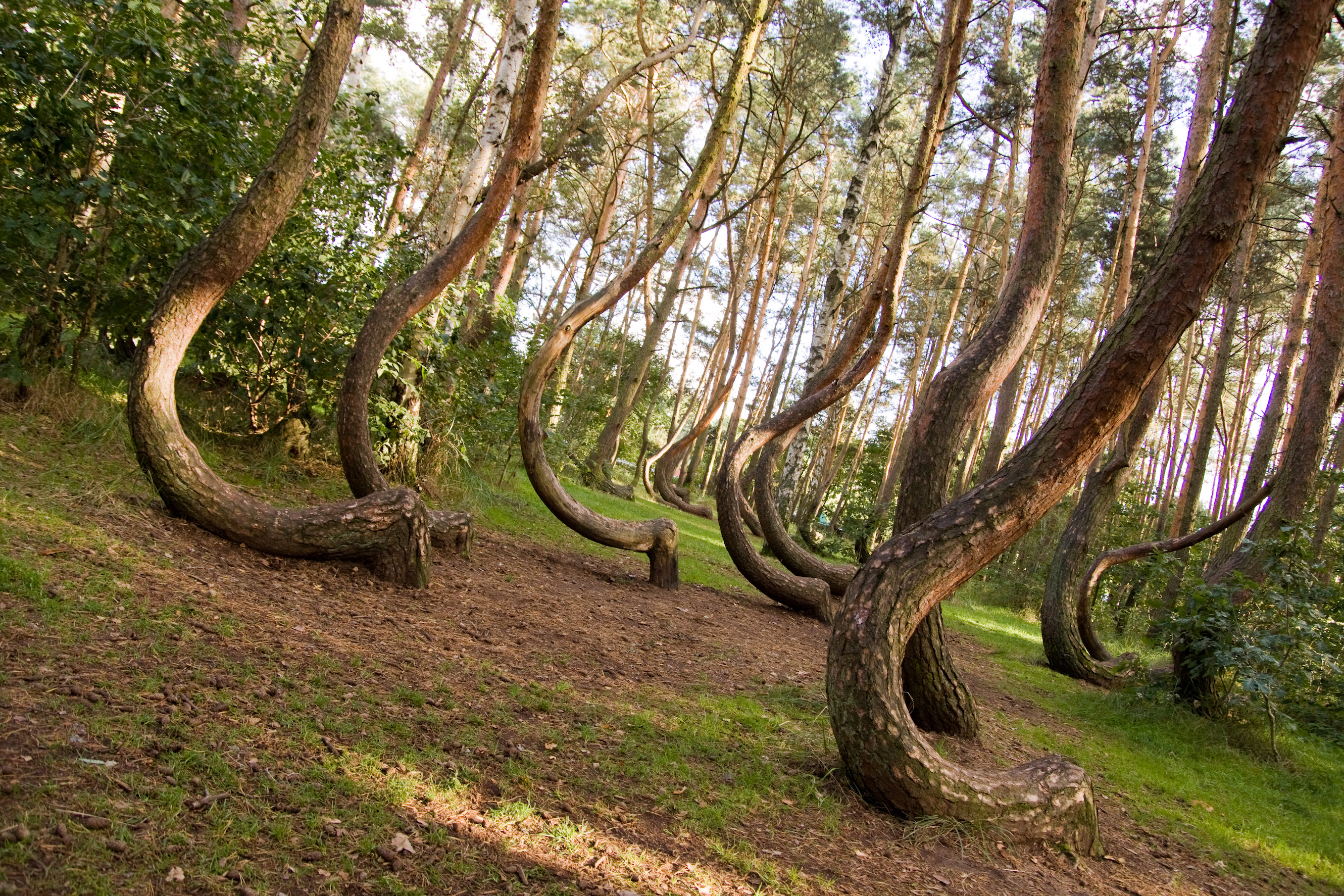 curvedtree-forest