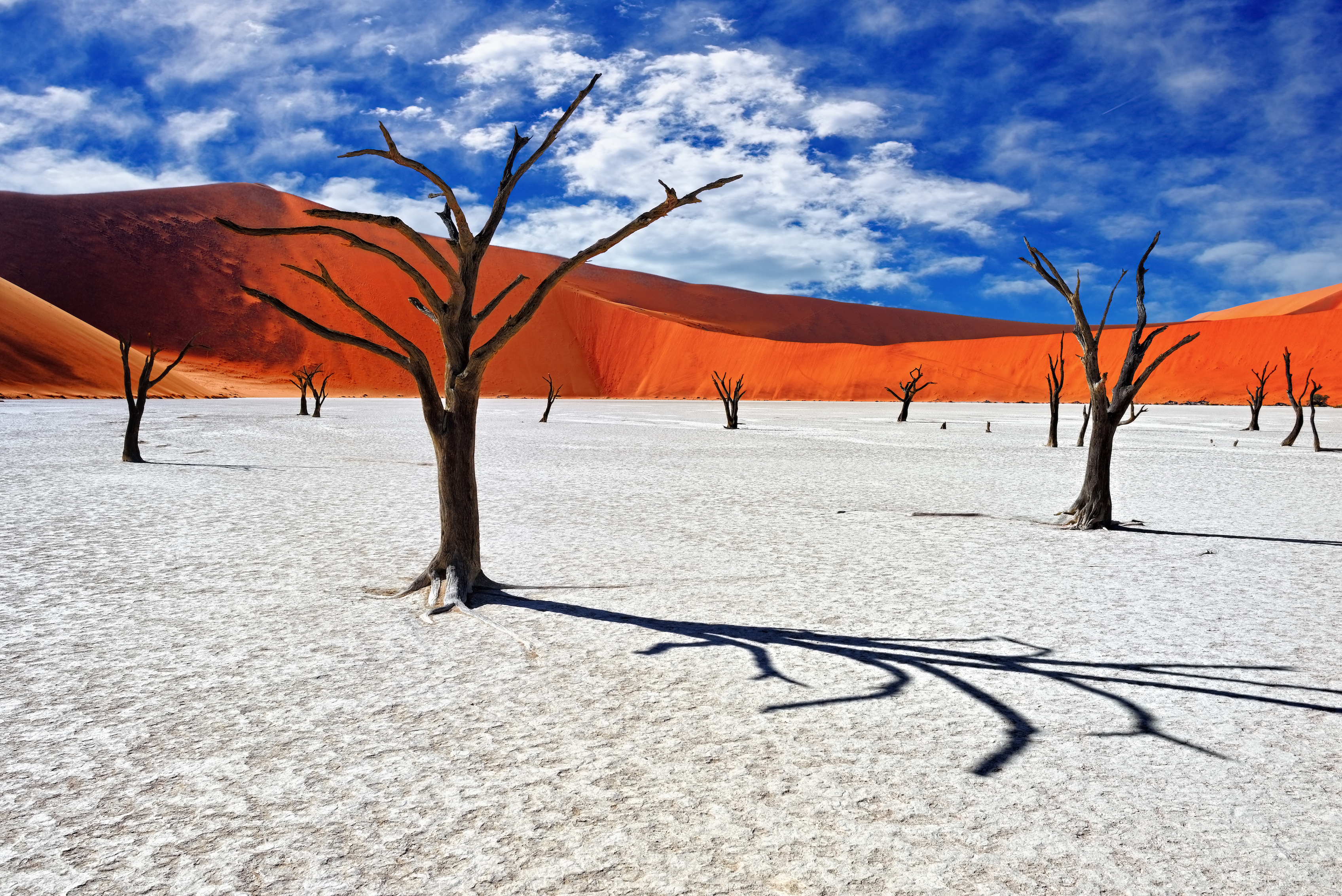 deadvlei-forest