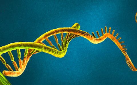 科学家提出植物miRNA和抗病基因共演化模型