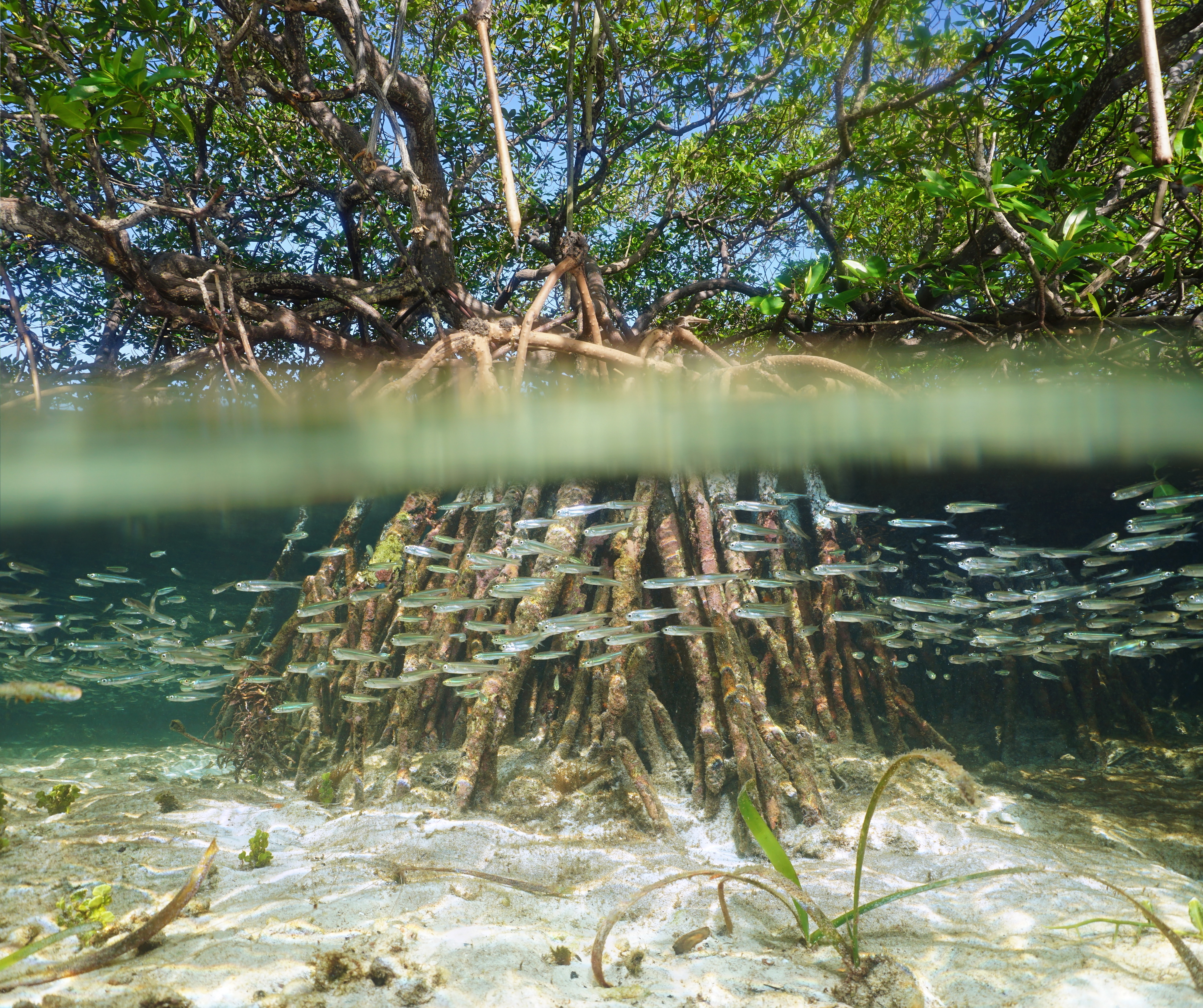 mangroves-forest