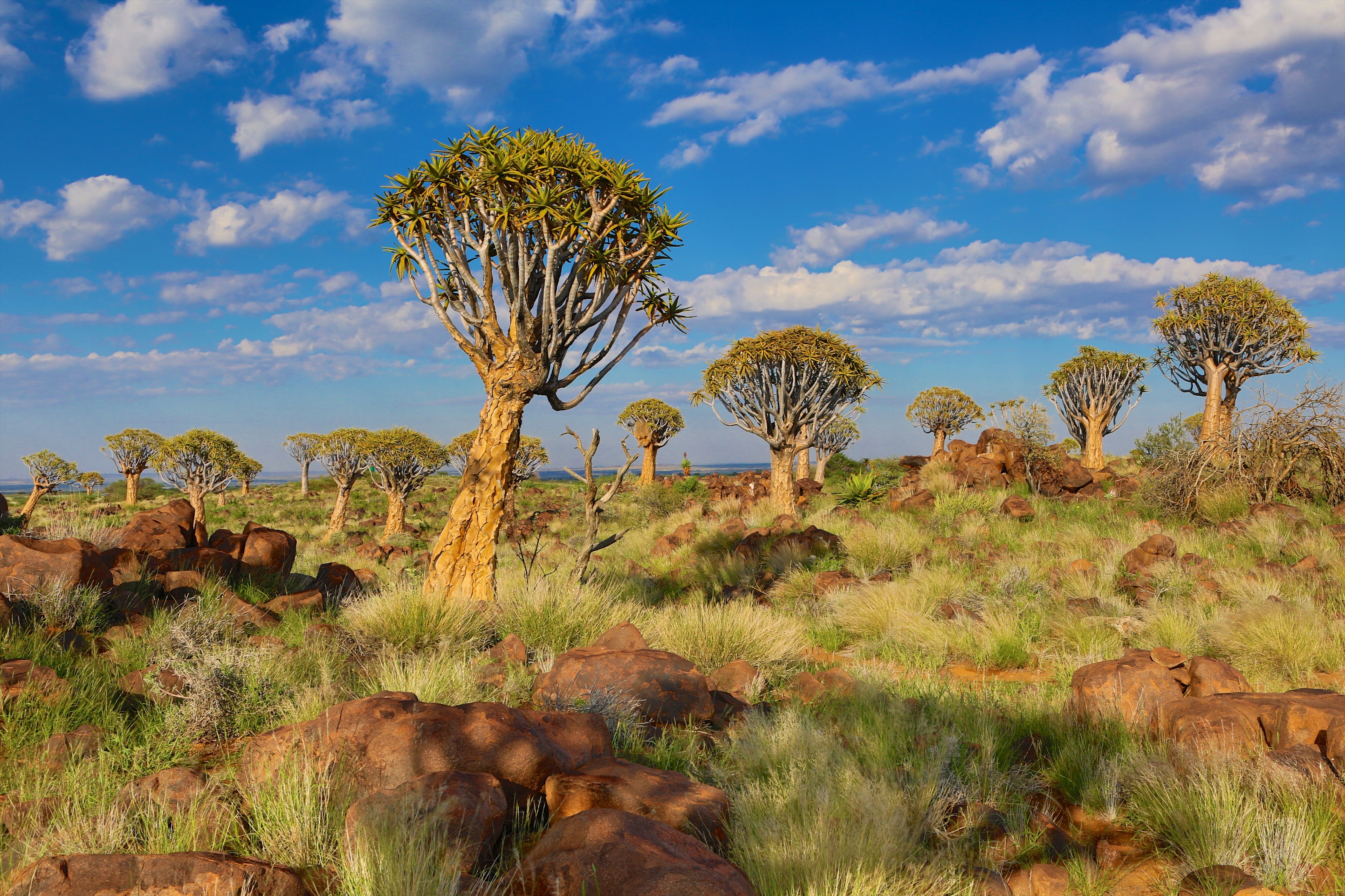 quivertree-forest