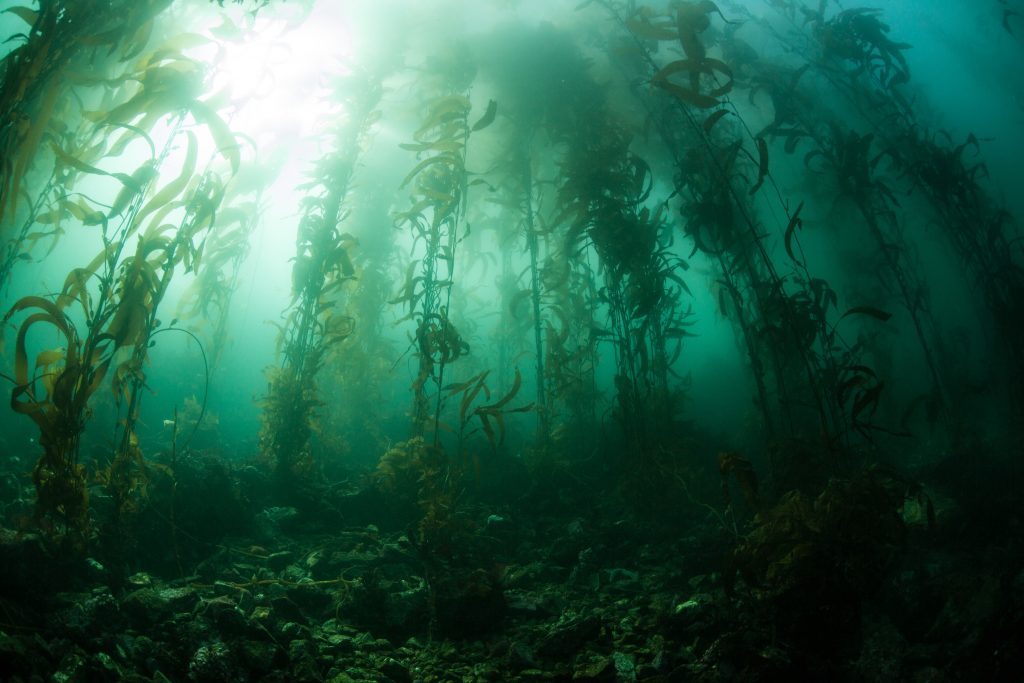 underwaterkelp-forest