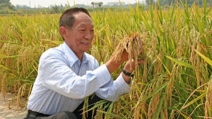 袁隆平和他的杂交水稻(转自《科学通报》)