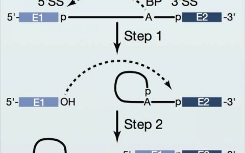 科学家揭示酵母在反应激活状态时三维结构