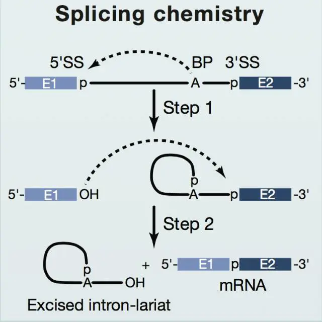 基因剪接反应示意图（图片来源：《Cell》）