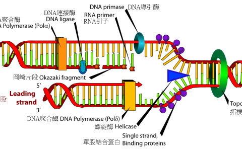 DNA复制是确保生物遗传信息传递的基本生命过程