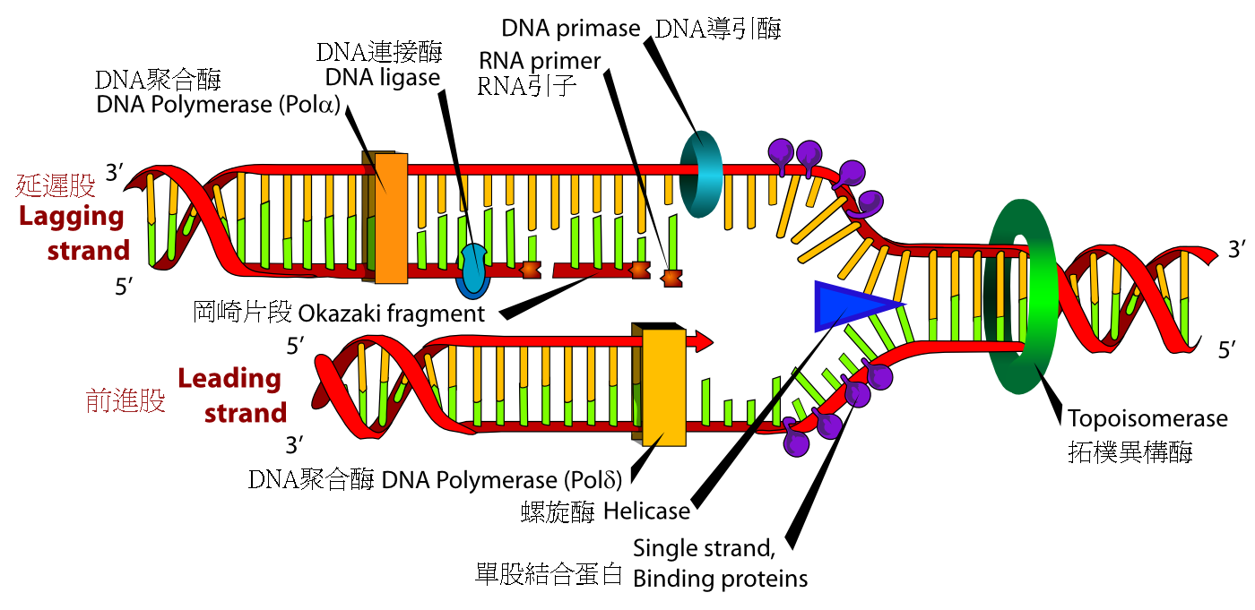 参与DNA复制叉工作的许多酶（转自wikipedia）