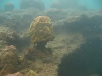 巴布亚新畿内火山口附近的珊瑚礁结构在酸化环境下逐渐剥落。（照片来源：香港大学太古海洋研究所Bayden Russell）
